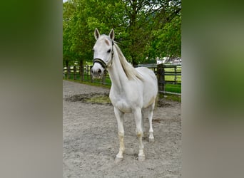 Koń czystej krwi arabskiej, Wałach, 12 lat, 152 cm, Siwa