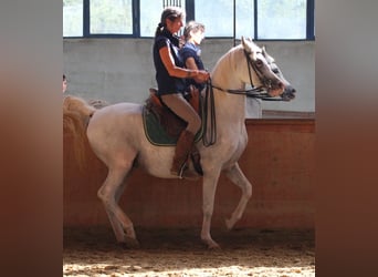 Koń czystej krwi arabskiej, Wałach, 13 lat, 155 cm, Siwa