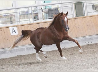 Koń czystej krwi arabskiej, Wałach, 15 lat, 154 cm, Kasztanowata