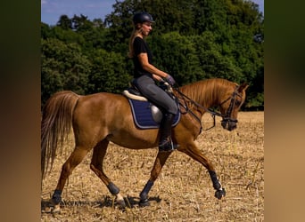 Koń czystej krwi arabskiej, Wałach, 17 lat, 152 cm, Rabicano