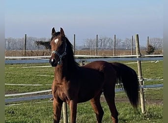 Koń czystej krwi arabskiej, Wałach, 1 Rok, 155 cm, Gniada