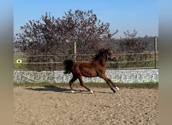 Koń czystej krwi arabskiej, Wałach, 1 Rok, 155 cm, Gniada