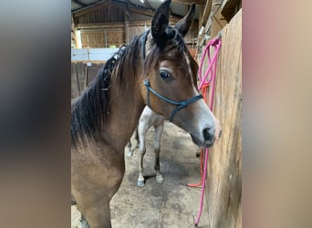 Koń czystej krwi arabskiej, Wałach, 1 Rok, 155 cm, Siwa