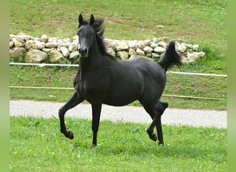 Koń czystej krwi arabskiej, Wałach, 1 Rok, 156 cm, Siwa