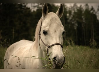 Koń czystej krwi arabskiej, Wałach, 20 lat, 152 cm, Siwa