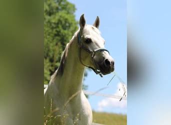 Koń czystej krwi arabskiej, Wałach, 20 lat, 152 cm, Siwa
