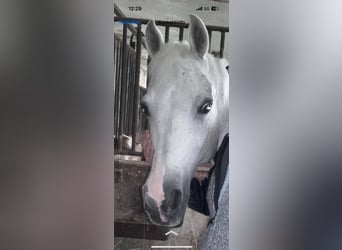 Koń czystej krwi arabskiej, Wałach, 21 lat, 150 cm, Siwa w hreczce