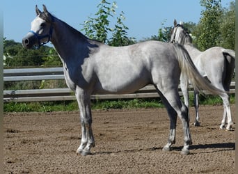 Koń czystej krwi arabskiej, Wałach, 2 lat, 148 cm, Siwa