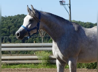 Koń czystej krwi arabskiej, Wałach, 2 lat, 148 cm, Siwa