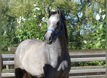 Koń czystej krwi arabskiej, Wałach, 2 lat, 149 cm, Siwa