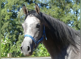 Koń czystej krwi arabskiej, Wałach, 2 lat, 149 cm, Siwa