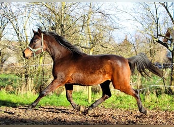 Koń czystej krwi arabskiej, Wałach, 2 lat, 150 cm, Ciemnogniada