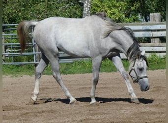 Koń czystej krwi arabskiej, Wałach, 2 lat, 150 cm, Siwa