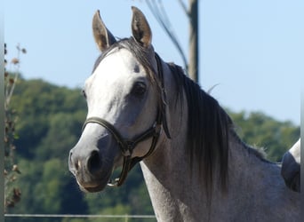Koń czystej krwi arabskiej, Wałach, 2 lat, 150 cm, Siwa