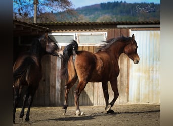 Koń czystej krwi arabskiej, Wałach, 2 lat, 152 cm, Gniada