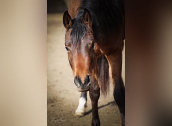 Koń czystej krwi arabskiej, Wałach, 2 lat, 152 cm, Gniada