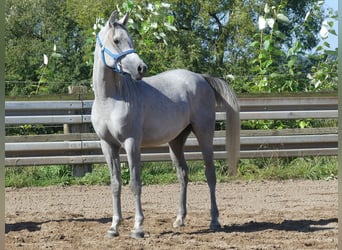 Koń czystej krwi arabskiej, Wałach, 2 lat, 152 cm, Siwa