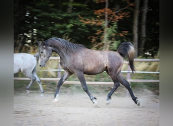 Koń czystej krwi arabskiej, Wałach, 2 lat, 153 cm, Karosiwa