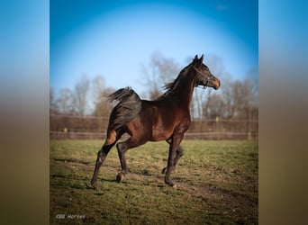 Koń czystej krwi arabskiej, Wałach, 2 lat, 153 cm, Skarogniada