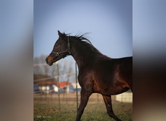 Koń czystej krwi arabskiej, Wałach, 2 lat, 153 cm, Skarogniada
