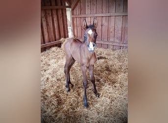 Koń czystej krwi arabskiej, Wałach, 2 lat, 154 cm, Siwa jabłkowita