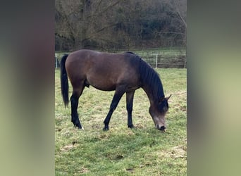 Koń czystej krwi arabskiej, Wałach, 2 lat, 154 cm, Siwa