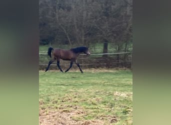 Koń czystej krwi arabskiej, Wałach, 2 lat, 154 cm, Siwa