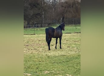 Koń czystej krwi arabskiej, Wałach, 2 lat, 154 cm, Siwa