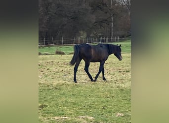 Koń czystej krwi arabskiej, Wałach, 2 lat, 154 cm, Siwa