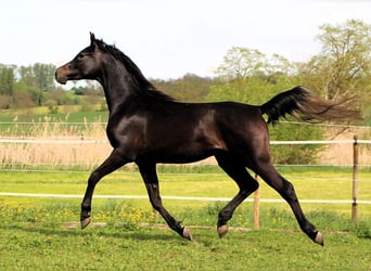 Koń czystej krwi arabskiej, Wałach, 2 lat, 155 cm, Ciemnogniada