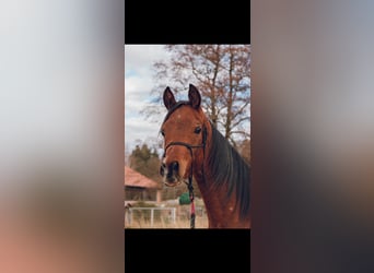 Koń czystej krwi arabskiej, Wałach, 2 lat, 155 cm, Gniada