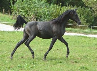 Koń czystej krwi arabskiej, Wałach, 2 lat, 156 cm, Siwa