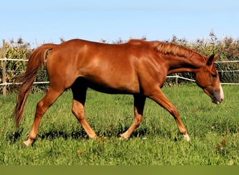 Koń czystej krwi arabskiej, Wałach, 2 lat, 157 cm, Kasztanowata