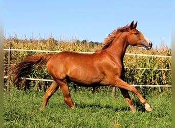 Koń czystej krwi arabskiej, Wałach, 2 lat, 157 cm, Kasztanowata