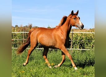 Koń czystej krwi arabskiej, Wałach, 2 lat, 157 cm, Kasztanowata
