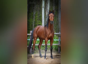 Koń czystej krwi arabskiej, Wałach, 2 lat, 160 cm, Gniada
