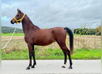 Koń czystej krwi arabskiej, Wałach, 3 lat, 148 cm, Gniada