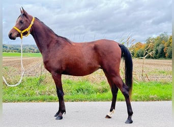 Koń czystej krwi arabskiej, Wałach, 3 lat, 148 cm, Gniada