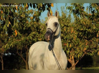 Koń czystej krwi arabskiej, Wałach, 3 lat, 148 cm, Stalowosiwy