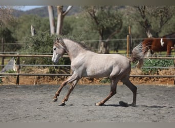 Koń czystej krwi arabskiej, Wałach, 3 lat, 150 cm, Kasztanowatodereszowata