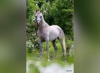 Koń czystej krwi arabskiej, Wałach, 3 lat, 150 cm