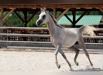 Koń czystej krwi arabskiej, Wałach, 3 lat, 150 cm
