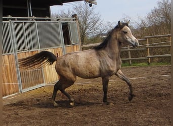 Koń czystej krwi arabskiej, Wałach, 3 lat, 152 cm, Siwa