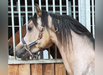 Koń czystej krwi arabskiej, Wałach, 3 lat, 152 cm, Siwa