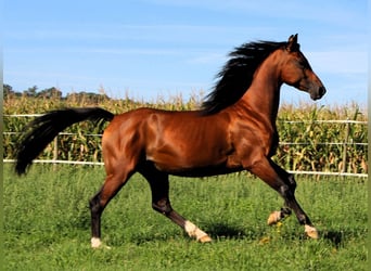 Koń czystej krwi arabskiej, Wałach, 3 lat, 153 cm, Gniada