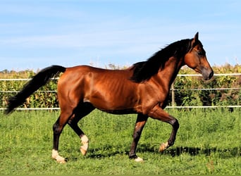 Koń czystej krwi arabskiej, Wałach, 3 lat, 153 cm, Gniada