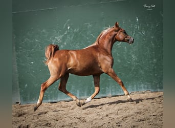 Koń czystej krwi arabskiej, Wałach, 3 lat, 154 cm, Kasztanowata