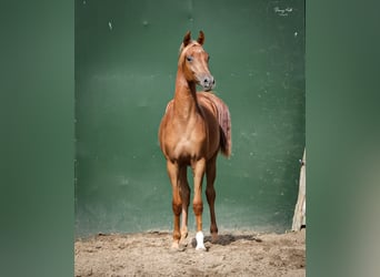 Koń czystej krwi arabskiej, Wałach, 3 lat, 154 cm, Kasztanowata