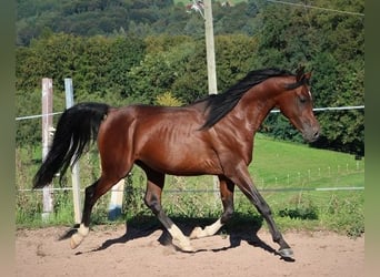 Koń czystej krwi arabskiej, Wałach, 3 lat, 155 cm, Ciemnogniada
