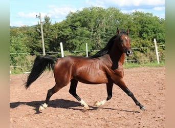 Koń czystej krwi arabskiej, Wałach, 3 lat, 155 cm, Ciemnogniada
